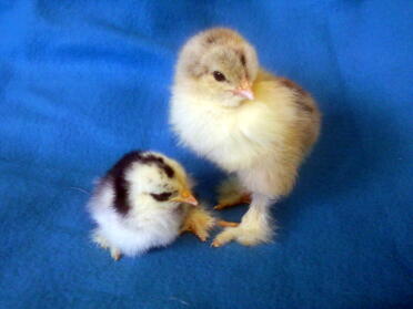 Poussins Brahma et Pékin