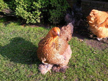 Poulet Brahma Perdrix dorée