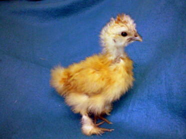 Poussin Silkie miniature