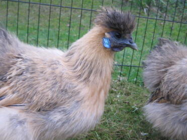 Perdrix Silkie