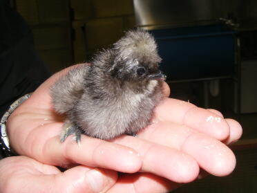 Silkie poussin