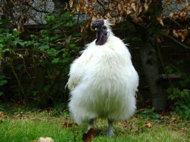 Coq de Silkie, Bentley, l'air fier.