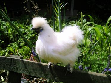 Coq Silkie dans le jardin