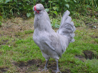 Poulet aracauna posant dans le jardin