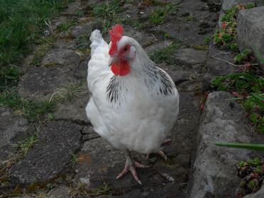 Light Sussex dans le jardin.