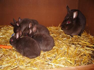 Lapins noirs dans un clapier