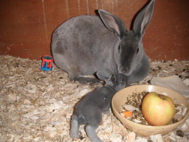 Maman lapin avec son bébé dans le clapier