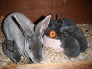 Maman lapin avec ses bébés dans un clapier