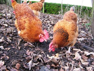 Poulets picorant la terre