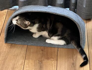 Chat curieux Pendant l'assemblage