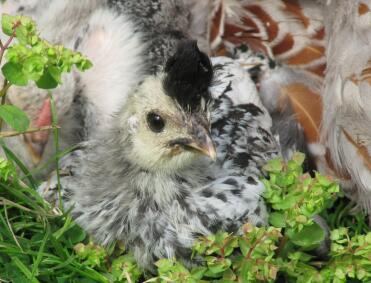 Gros plan sur le poulet appenzeller