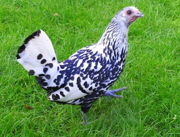 Poulet de Hambourg pailleté d'argent