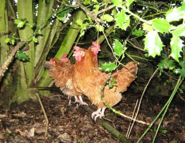 Quatre poulets dans les bois