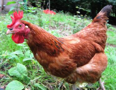 Gros plan sur le poulet Gingernut ranger 