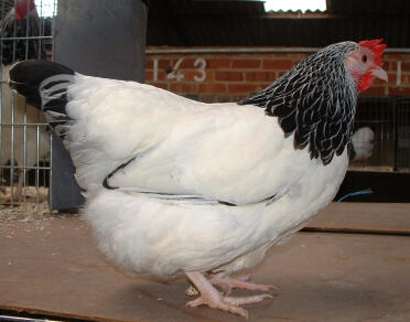 Poulet posant pour la caméra