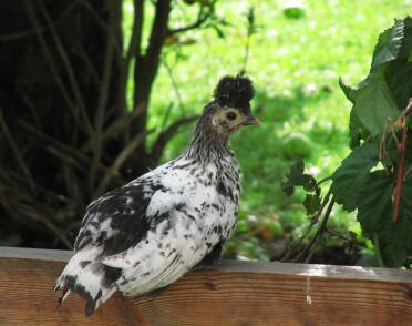 Un poulet assis sur une barrière