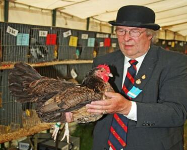 Variété rouge de poule Dorking