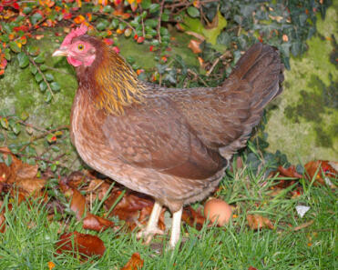 Poule d'été dans le jardin avec un œuf