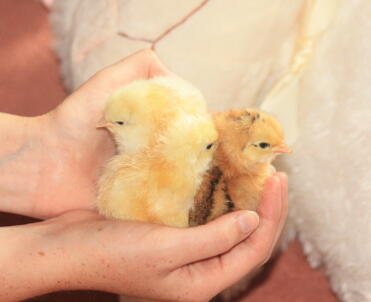 poussins hybrides de sussex légers