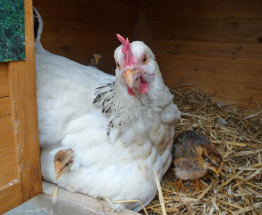 Ma couvée Gloria avec ses poussins