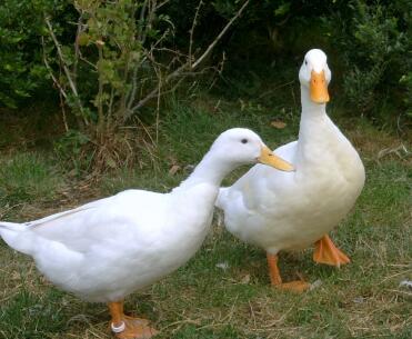 2 canards dans le jardin