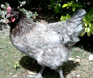 Bluebelle poule