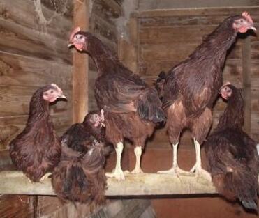 Cinq poulets se perchent dans leur poulailler