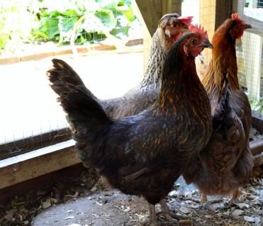 3 poules dans leur poulailler