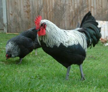 Coq gris de Norfolk