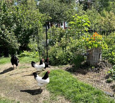 Les cultures sont sécurisées à l'intérieur du filet à poules