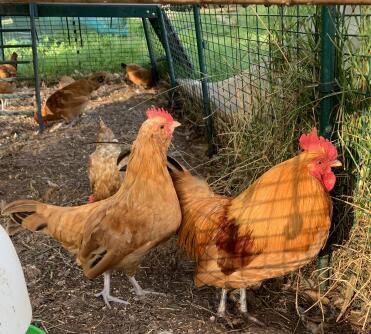 Jeune coq avec son père