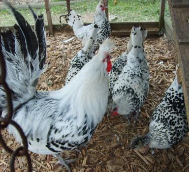 Poulets dehors dans un parcours