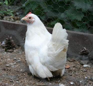 Poulet bantam japonais