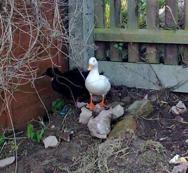 Donald et Jemima, canards d'appel