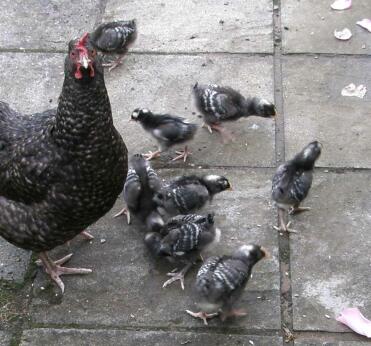 Broody Marans avec des poussins