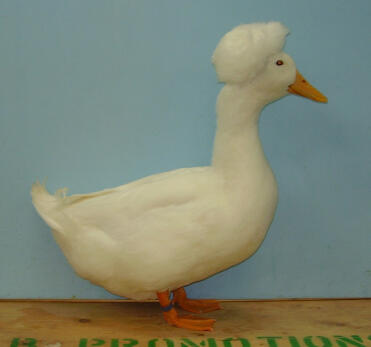 Canard huppé