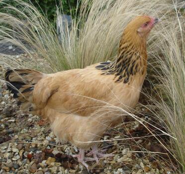 Poulette buffle de sussex dans le jardin