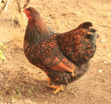 poule bantam lacée d'or