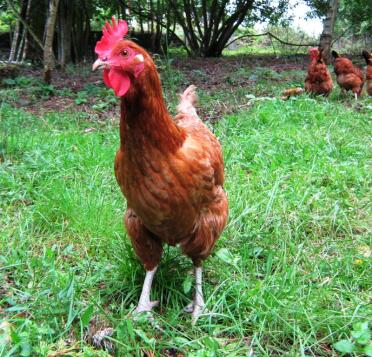 Hybrid rhode island red light sussex hen in wood