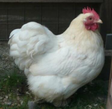 Poulet blanc en fuite