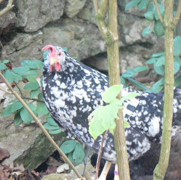 Poulet à côté du mur