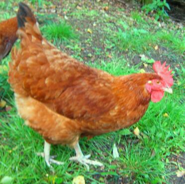 Poulet aux noix de gingembre dans le jardin