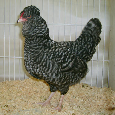 Poulet aracauna