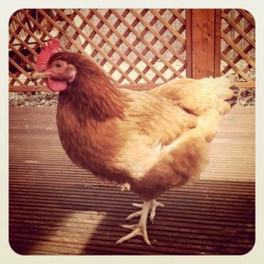 Poulets sur terrasse