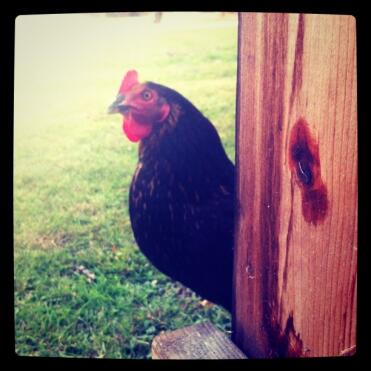 Poulet dans le jardin