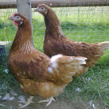 2 poulets en cage