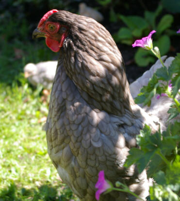 Wyandotte bleue posant dans le jardin