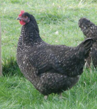 Poulette maran dans l'herbe