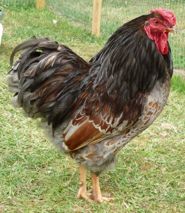 Coq rouge lacé bleu dans le jardin