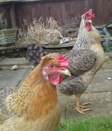 Deux poules dans le jardin